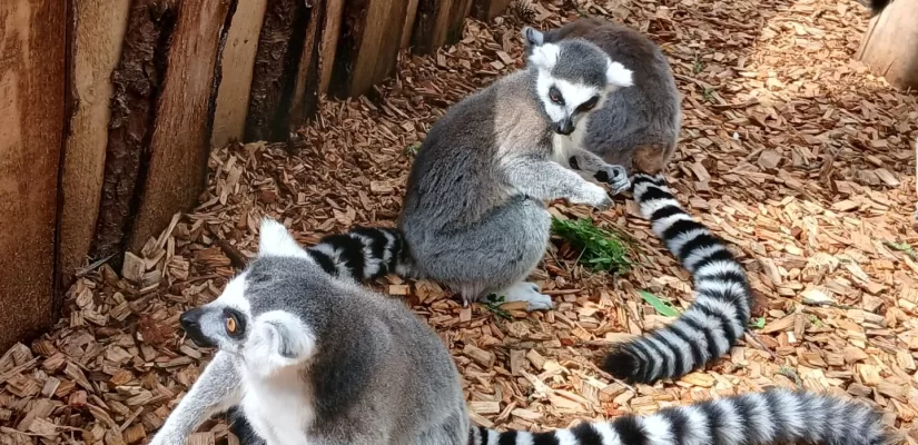 The Primate Experience at the Welsh Mountain Zoo